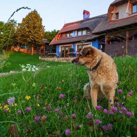 Casele Cu Stuf B&B Haus Ulrike Sălicea Exteriör bild