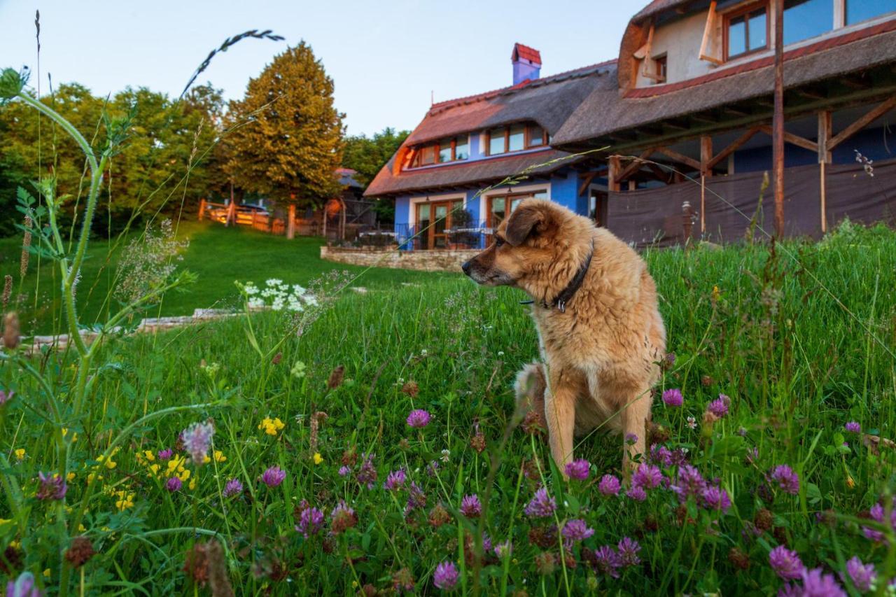 Casele Cu Stuf B&B Haus Ulrike Sălicea Exteriör bild